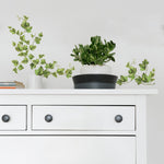 Evergreen Ivy Peel & Stick 38 Wall Decals Country Kitchen Decor Green Leaves Border Vines - EonShoppee